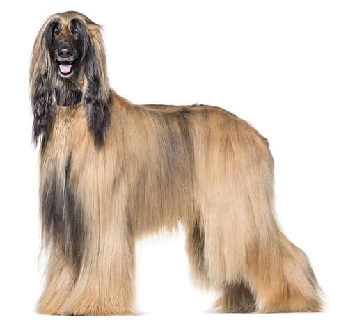 Various types best sale of dogs